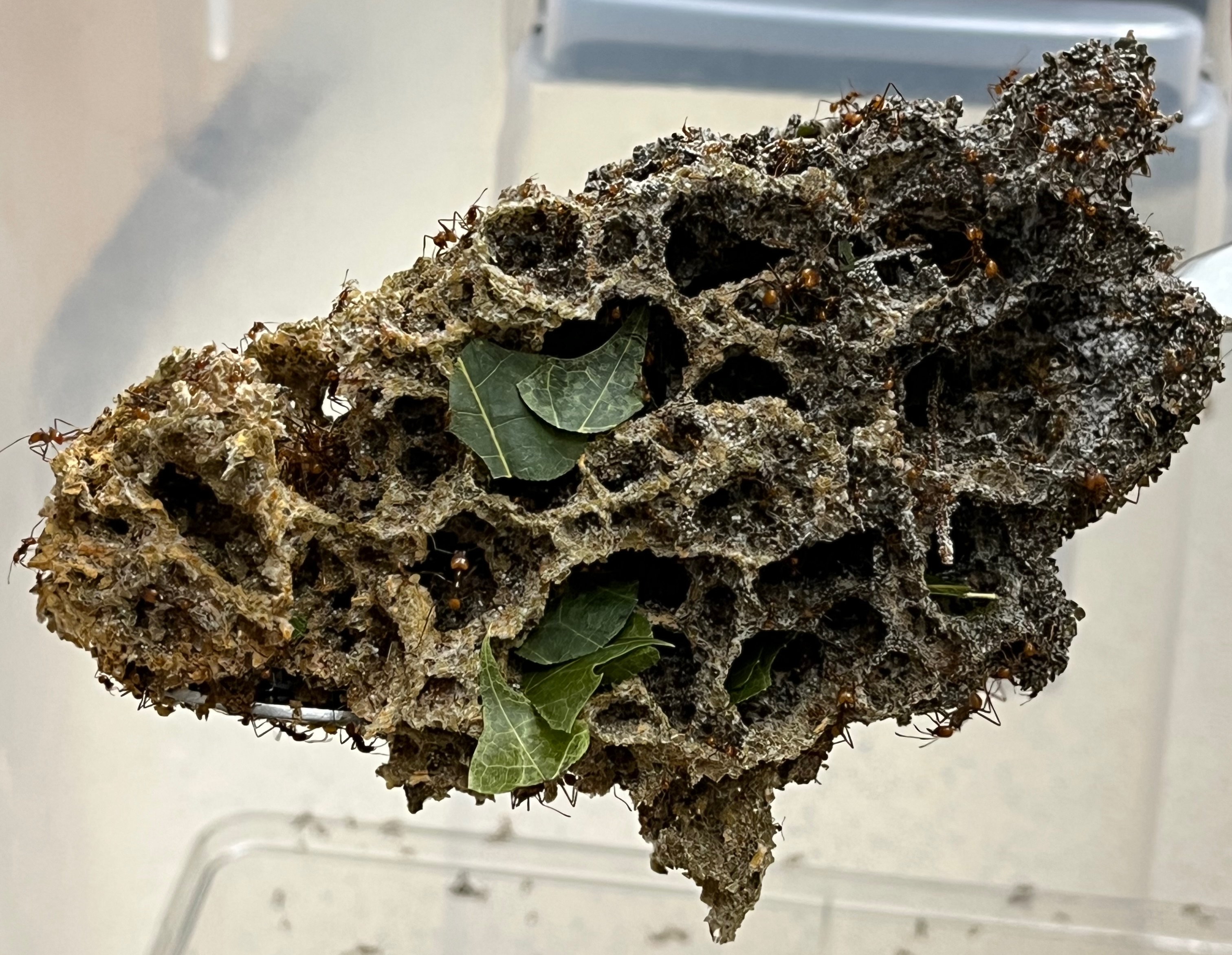 A small piece of a leafcutter ant fungus garden on a spoon